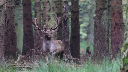 Wall Mural - Damhirsch steht im Wald, Brunftzeit, Herbst, (Dama dama)