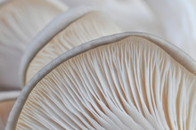 Oyster Mushroom Or Pleurotus Ostreatus Background Photo Close-up. Healing And Easily Cultivated Mushroom