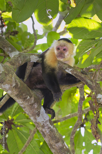 Fotografia, Obraz White-headed capuchin (Cebus capucinus) relaxing on a tree branch (Cahuita National Reserve, Lemon, Costa Rica)