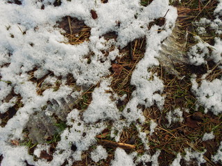 trail in snow