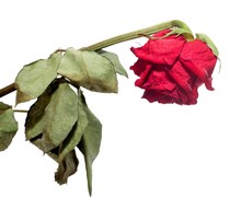 Withered Red Rose. Dried Flower And Leaves. Sadness, Emotions. Close-up. Isolated On White.