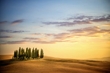 San Quirico D' Orcia, Famous Group Of Cypress Trees In Summer Sunset Light. Tuscany Landscape,