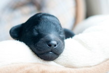Muzzle Of A Newborn Puppy