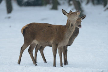 Sticker - Rotwild, Kahlwild im Winter, (cervus elaphus)