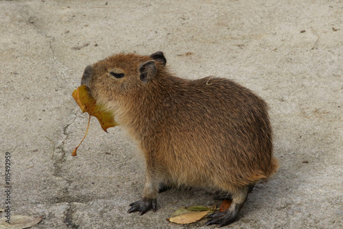 Bebe Capybara Stock Photo Adobe Stock Bebe Capybara Stock Photo Adobe Stock