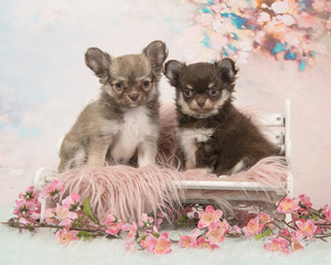 Chihuahua puppy dogs sitting on a white chair in a romantic flower setting