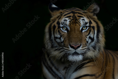 Fotomural Close-up bengal tiger and black background. Copy space