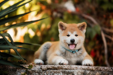 Puppy Of Red New Year's Akita Dogs Lies On Stairs In Nature At Sunlight