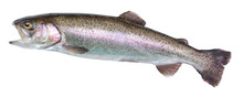 Fish Rainbow Trout, Jumping Out Of The Water, Isolated On A White Background