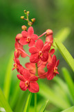 Fototapeta Storczyk - Red dotted wild orchid blooming in a tropical rainforest