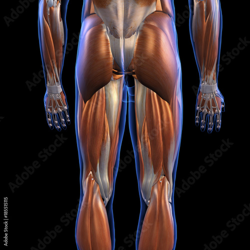 Male Posterior Leg Muscles On Black Buy This Stock Illustration And Explore Similar Illustrations At Adobe Stock Adobe Stock I saw this awesome pair of hot pink swim trunks and my. adobe stock