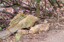 Small Sparrow Sitting On The Stone In Autumn Forest, Waiting For Food. Brown Background