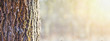 Tree trunk close-up in the forest - web banner with copy space