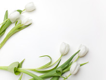 White Tulips On White Background. Top View