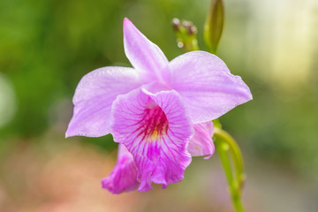 Pink Orchid - A close-up view of a pink exotic orchid flower freshly blooming in Atlanta Botanical Garden, Georgia, USA.