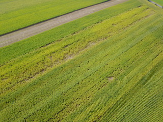  Luftaufnahmen von Maisfeldern im Spätsommer