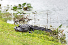 American Alligator (Alligator Mississippiensis) Photographed In Its Native Habitat