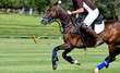 Action of Horse Polo