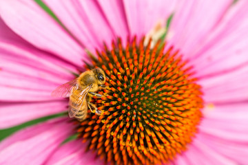 Wall Mural - bee in the centre of pink and orange Coneflower 