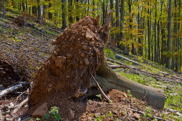 Beech tree stumps, logs and branches in a clearcut area