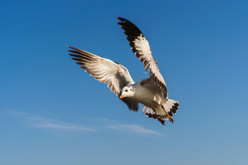 Wall Mural - Seagull flying on the blue sky