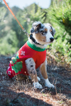 Cute Dog In Christmas Sweater