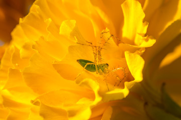 Spider on orange flower