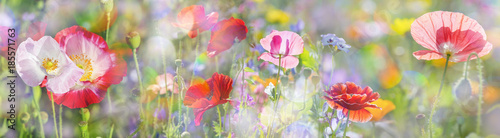summer meadow with red poppies