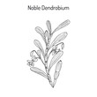 Noble Dendrobium, ornamental and medicinal plant