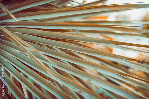 Foto-Plissee zum Schrauben - Large Round Spiky Palm Tree Leaf in Golden Sun Flare. Dark Green Color. Trendy Hipster Style Film Toned Effect. Tropical Vacation Traveling Asia Caribbean Copy Space (von olindana)