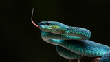 Fototapeta Zwierzęta - Blue pit viper from indonesia