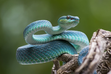 blue pit viper from indonesia