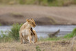 Closeup of a  Lioness scratching(scientific name: Panthera leo, or 