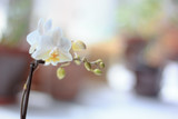 Fototapeta Storczyk - Beautiful small white phalaenopsis orchid on window.