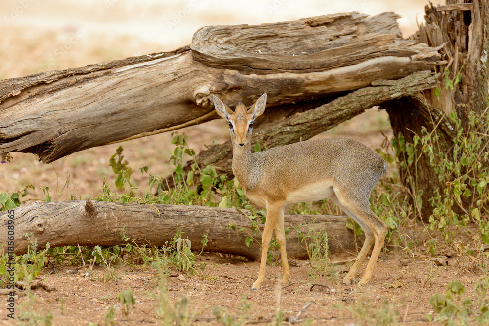Koz yoshlari bilan anal porno