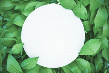 Poster - Blank round banner with leaves