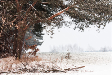 the edge of the coniferous forest and cyprus all covered with a thick layer of fresh snow and falling snow