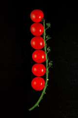 Fresh, ripe tomatoes in a row on a stick, studio shoot can be used as background