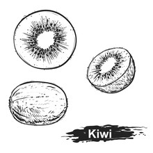Hand Drawn Illustration Set Of Monochrome Kiwi. Sketch. Vector Eps 8
