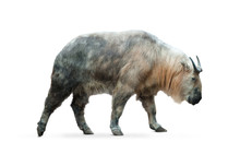 Chinese Takin Isolated