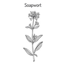 Soapwort Saponaria Officinalis , Medicinal Plant