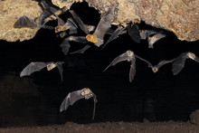 African Trident Bats (Triaenops Afer) Emerging From A Cave At Night, Coastal Kenya
