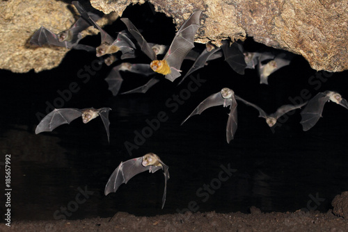 Fotografía African trident bats (Triaenops afer) emerging from a cave at night, coastal Ken