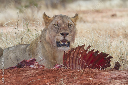 Fotografie, Obraz Lioness (Panthera leo) eating the killed waterbuck, Tsavo East National Park, Ke
