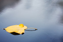 Yellow Autumn Leaves In A Puddle In Rainy Weather, Autumn Mood, Selective Focus.