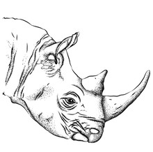 Portrait Of A Rhinoceros. Can Be Used For Printing On T-shirts, Flyers And Stuff. Vector Illustration
