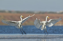 Two Great White Heron Landing On The Water Early Morning.