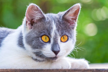 Portrait Of A Surprised Gray-white Lying Kitten With Bright Orange Eyes Against The Background Of Green Garden In The Bokeh