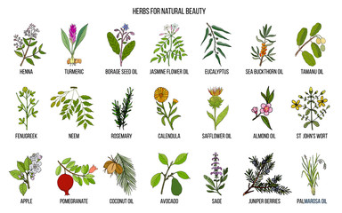 Best herbs for natural beauty