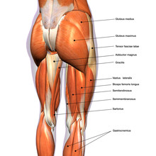 Female Hip and Leg Muscles Labeled